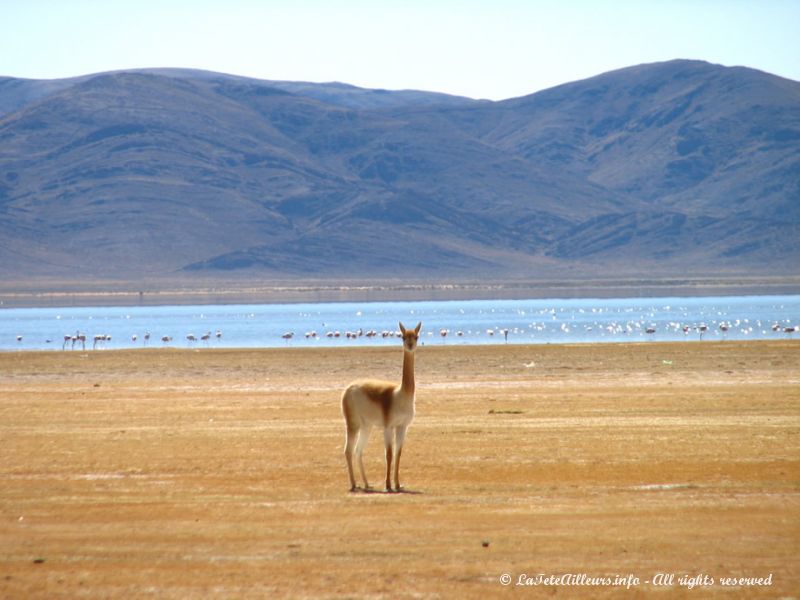 Vigognes et flamants roses au lac de Pozuelos