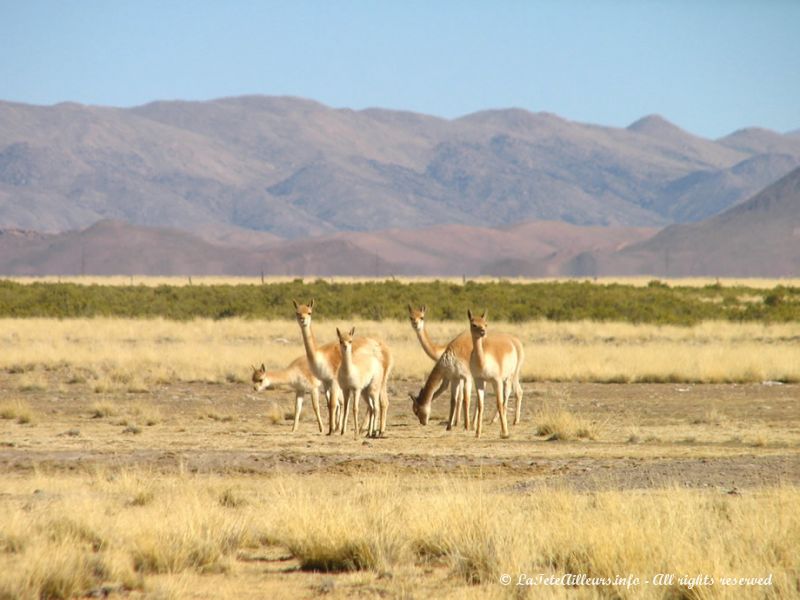 Vicunas au parc national de Pozuelos