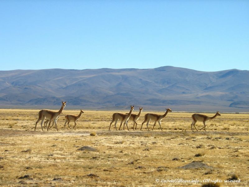 Troupeaux de vicunas d'Argentine