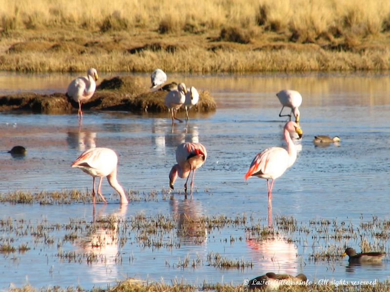 Flamants roses près d'Abra Pampa