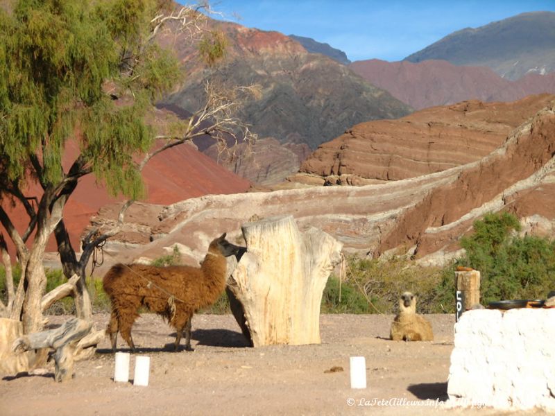 P'tite balade à dos de lama ?