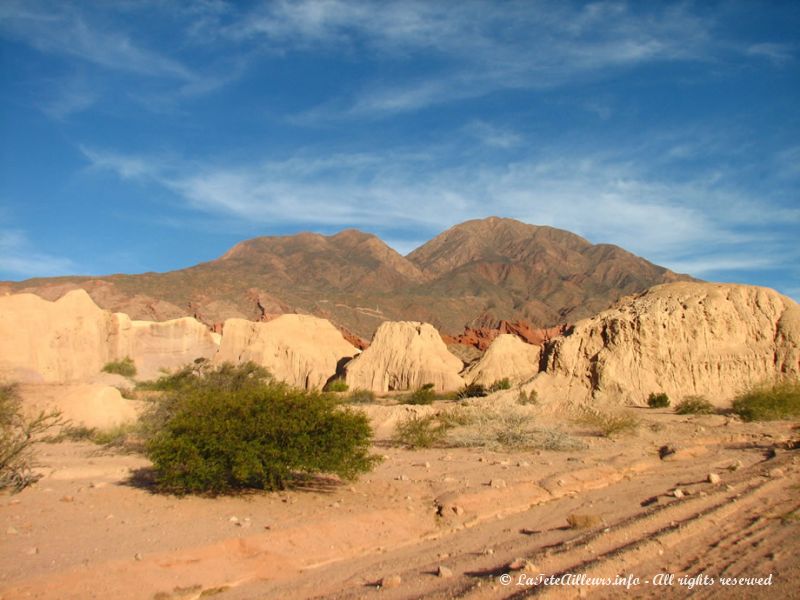 Végétation semi-aride de la quebrada de Cafayate