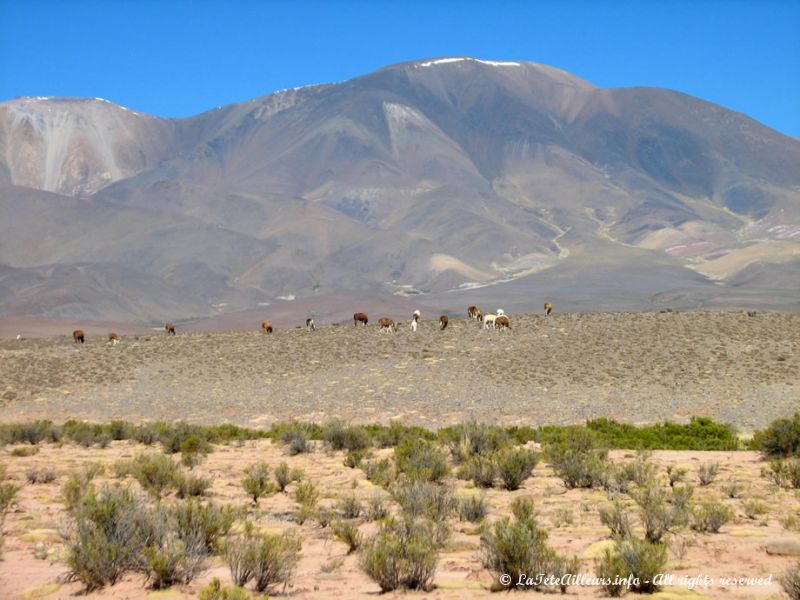 Une montagne dépassant les 6000 m d'altitude 