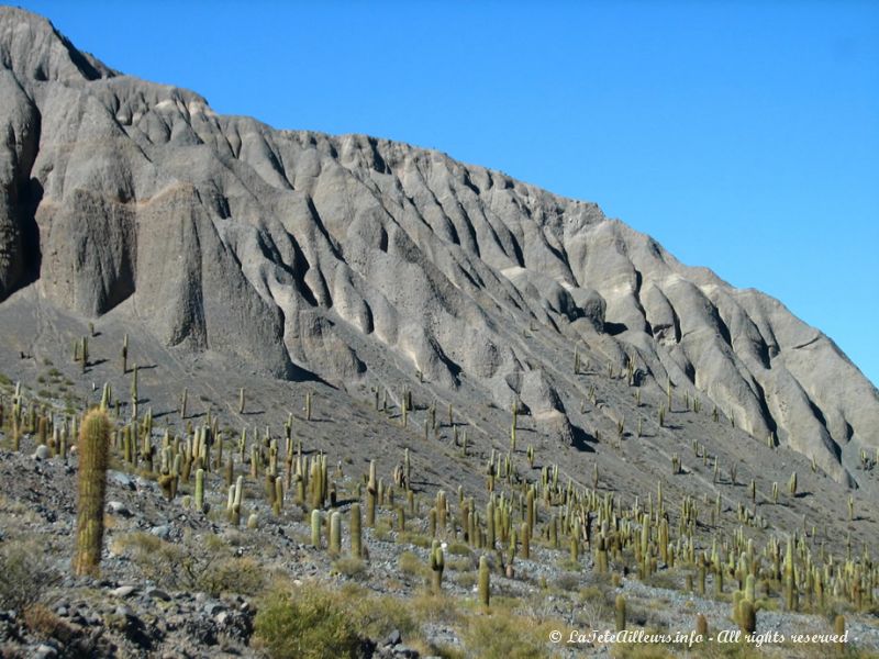 Cactus sur la route des Nuages...