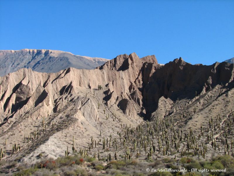 Cactus et roches déchiquetées