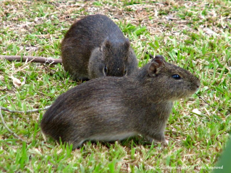 Plein de petites bestioles ressemblant à des hamsters nous accueillent dès notre arrivée