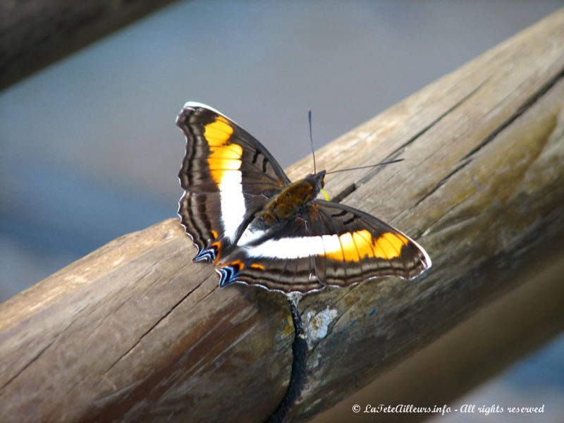 Il y a un nombre incroyable d'espèces de papillons ici