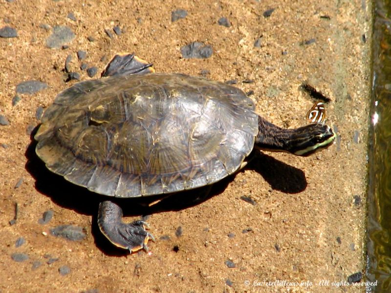 Même cette tortue a droit à son papillon !