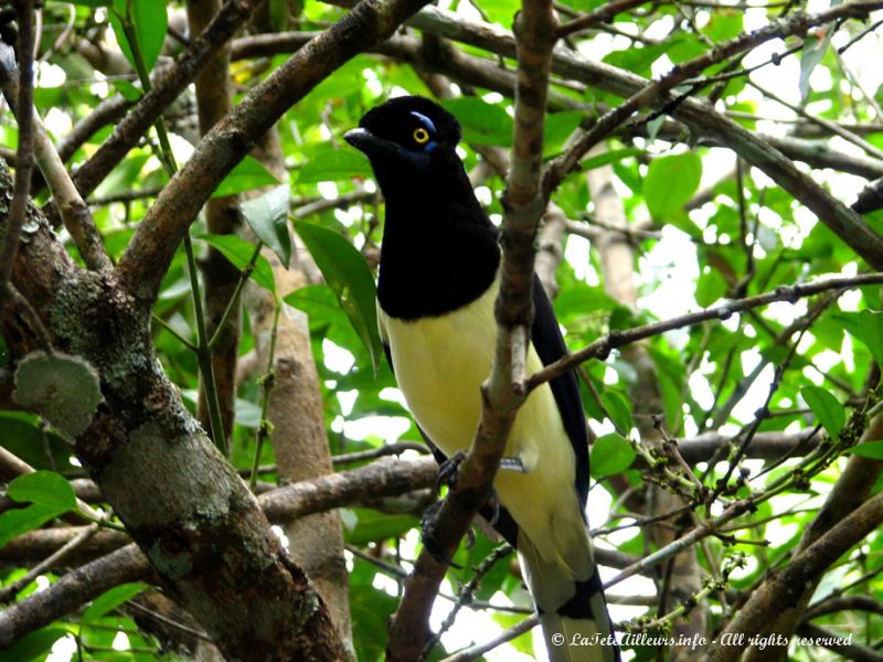 Un des nombreux très beaux oiseaux du coin