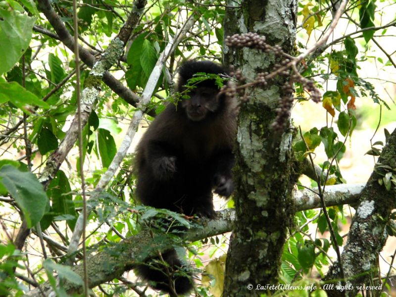 Nous aurons même la chance d'y croiser quelques singes bien marrants