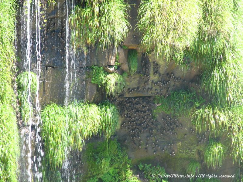 Incroyable de voir que derrière les chutes niche toute une colonie d'oiseaux