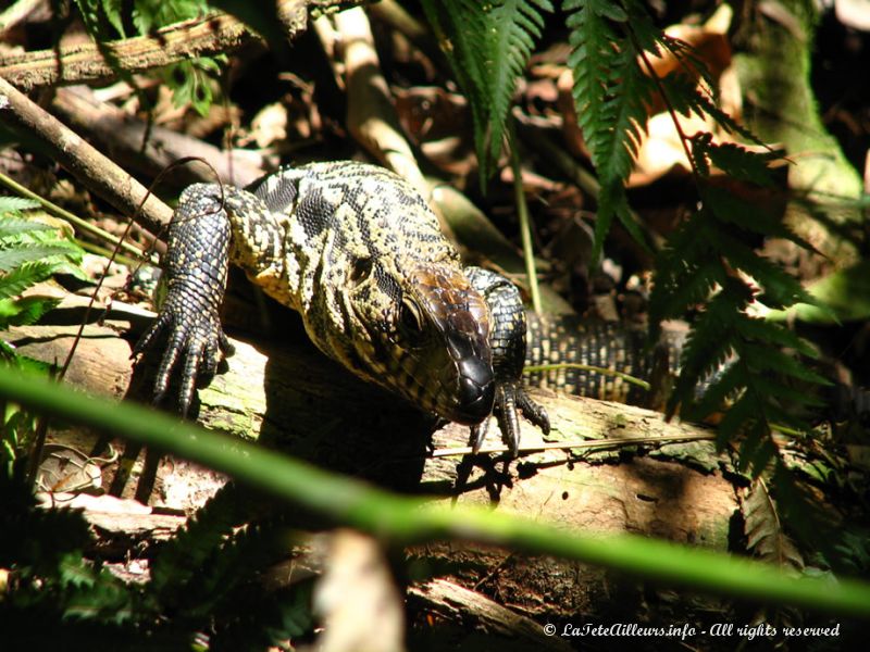 Un gros varan prenant le soleil