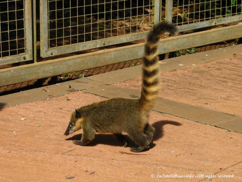 Ici aussi, tout un groupe de coatis attend les visiteurs à la buvette