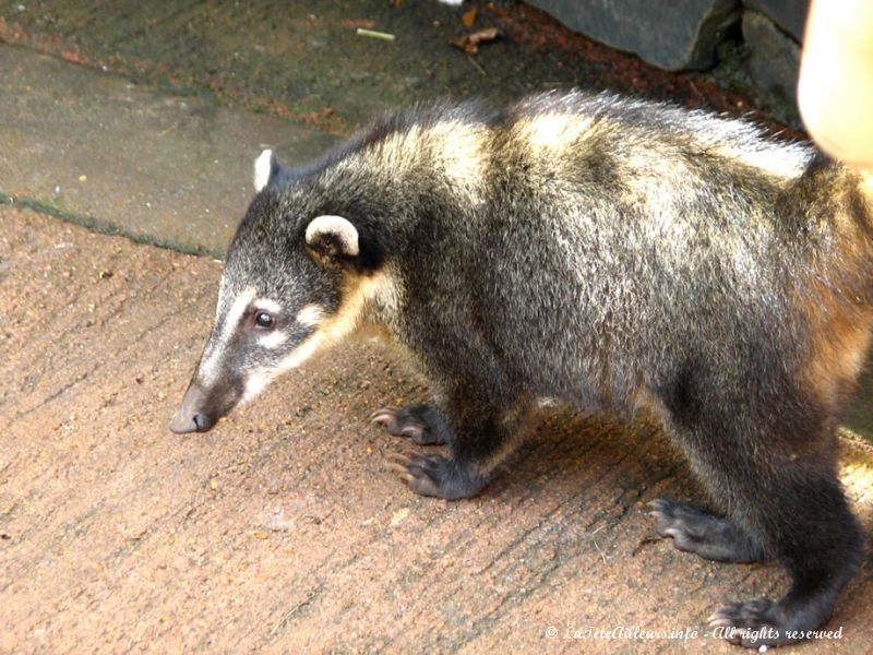 Trop souvent nourris par les touristes et malgré les efforts des gardes du parc, ces coatis ne savent désormais plus se nourrir seul !