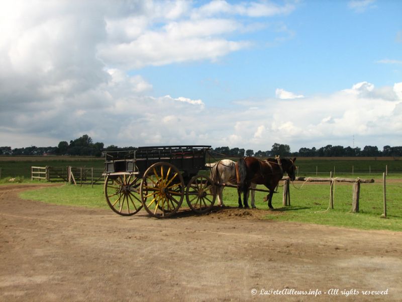 Petit tour en carriole ?