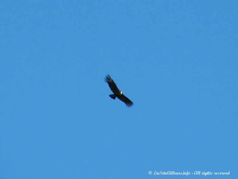 Un condor, oiseau mythique des Andes !