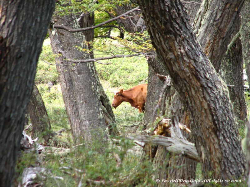 ... à la rencontre de quelques vaches sauvages peu amicales...