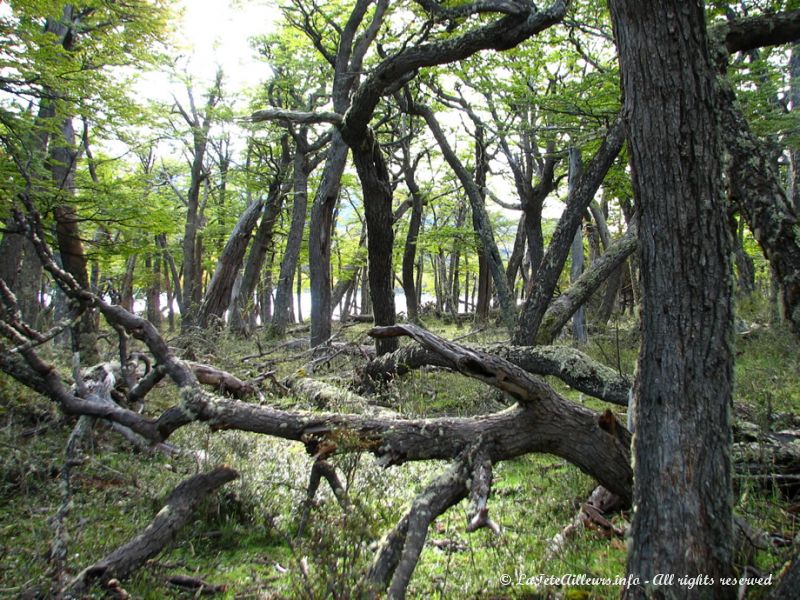 Paysages désolés d'arbres morts...