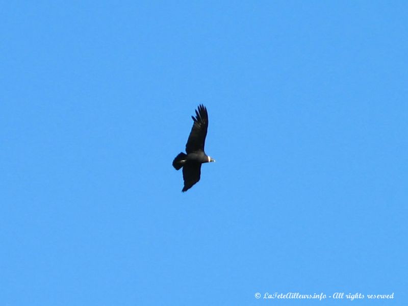 Le vol majestueux du condor...