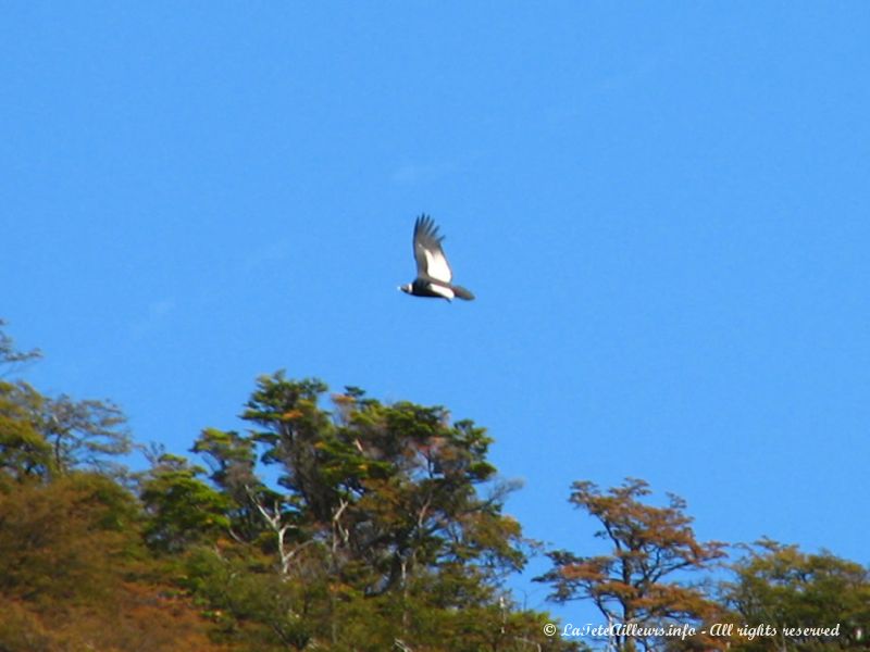 Encore un condor, quel chance !