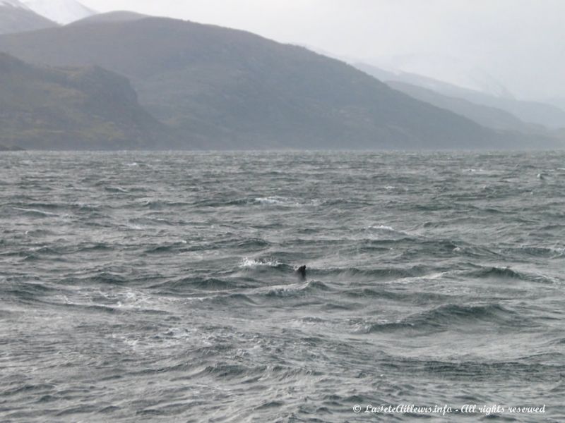 Quelques lions de mer nagent à proximité du bateau.