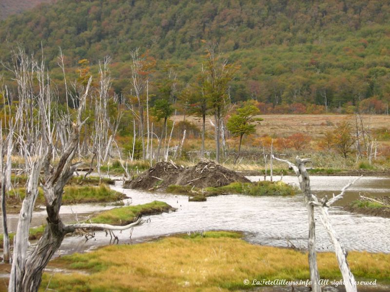 Ils créent des dégâts importants sur l'environnement !