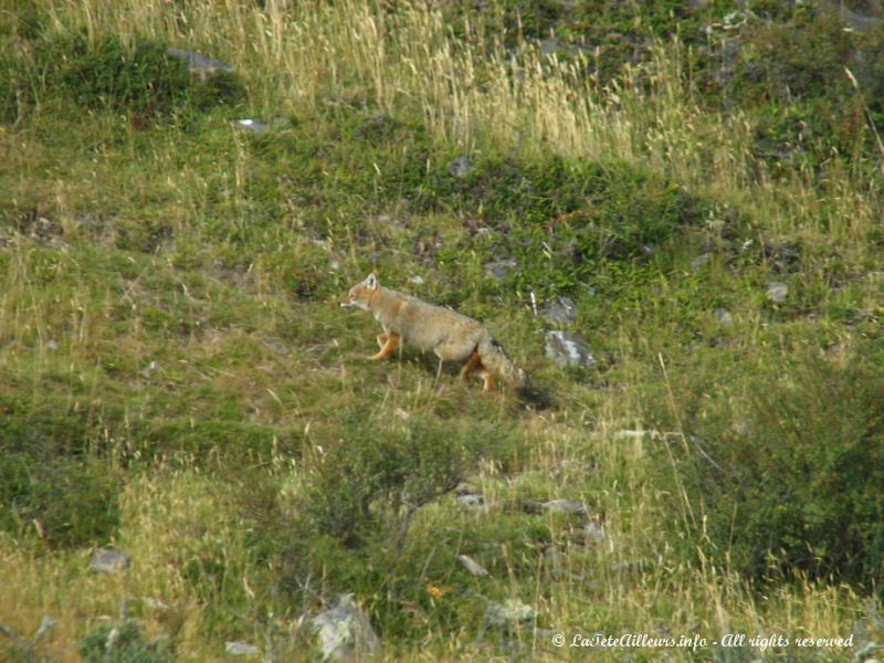 Les renards, appelés zorros, sont nombreux en Terre de Feu.