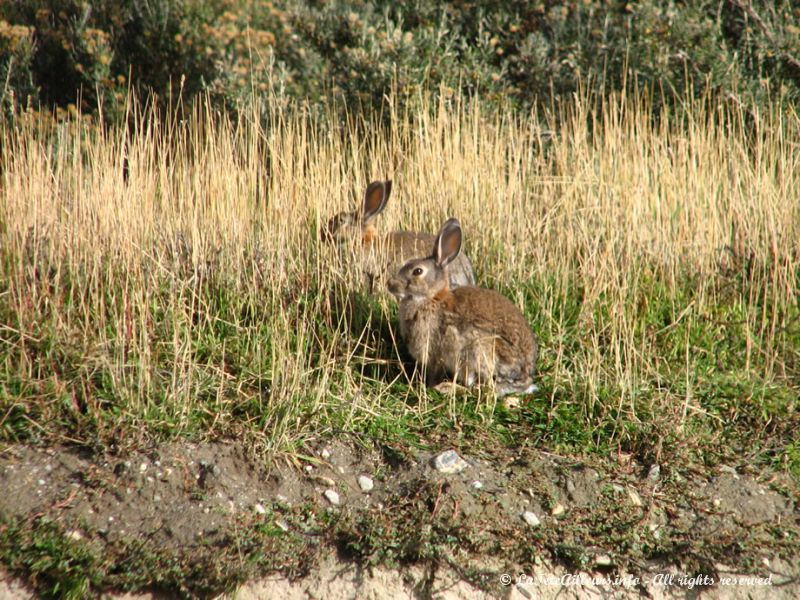 Les lapins s'observent par dizaines ici !