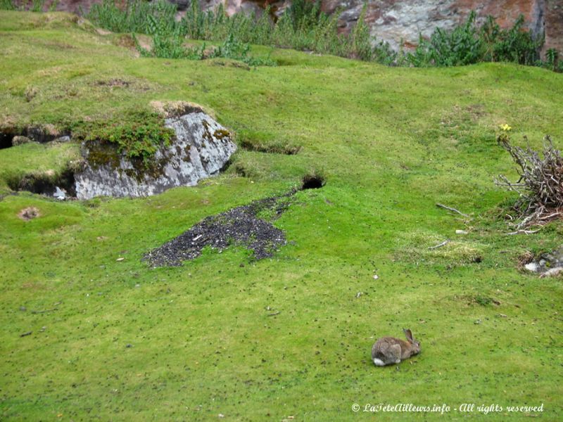 Les lapins ne s'en font pas...