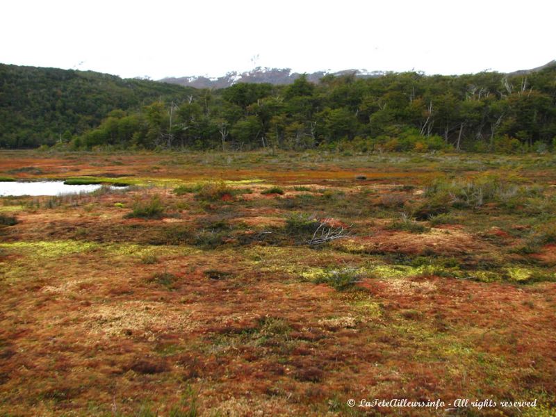 Les turbals, paysages surprenants de la Terre de Feu.