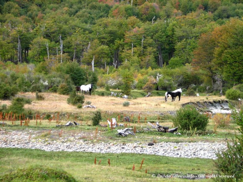 Quelques chevaux en liberté dans le parc.