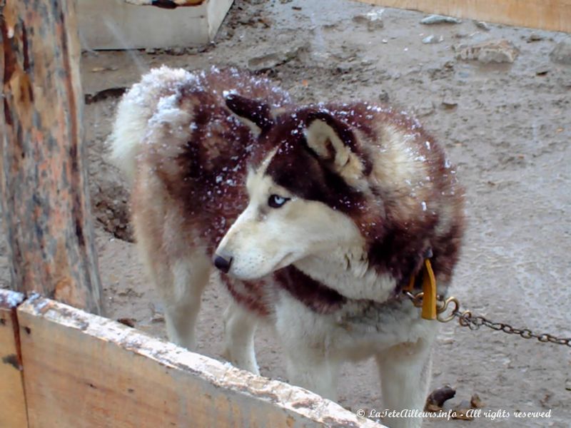 Arrêt en route dans un élevage de chiens de traineaux.