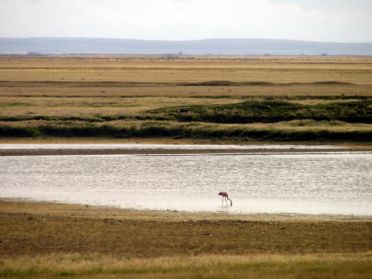 De rares flamands roses s'abreuvent aux étangs