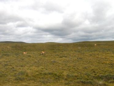 Les premiers guanacos (espèce de lama) !