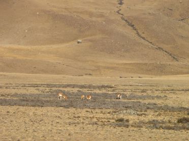 Les lamas se font plus nombreux par ici