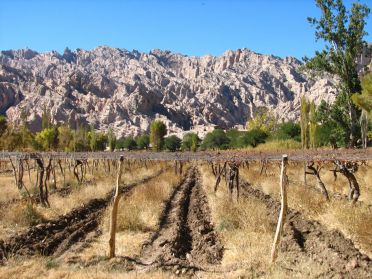 Des vignes et encore des vignes !