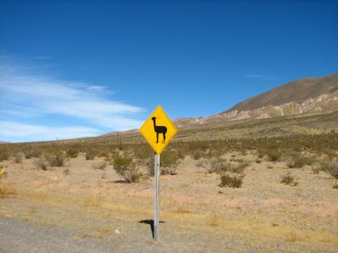 Attention aux vicunas et guanacos !