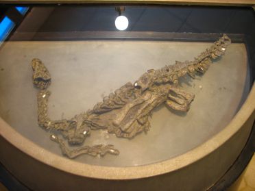 Ces fossiles sont parmi les plus vieux du monde