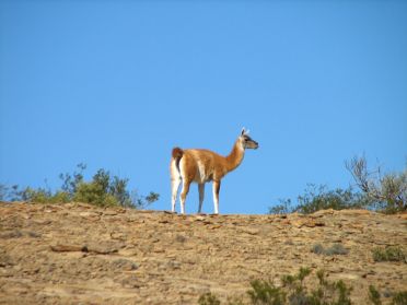 Des guanacos vivent dans le parc 