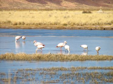Flamants roses d'Argentine
