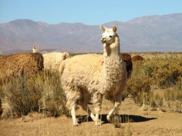 Lama du nord-ouest argentin