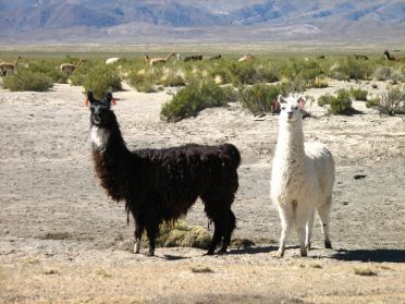 Ces rubans servent &agrave; reconna&icirc;tre les lamas