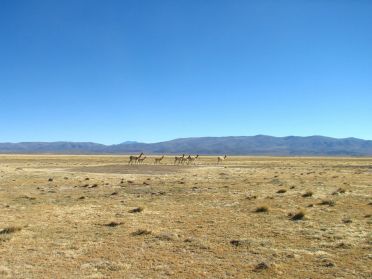 Vigognes dans le parc national de Pozuelos