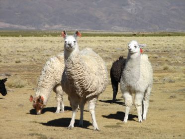 Des lamas endimanch&eacute;s !