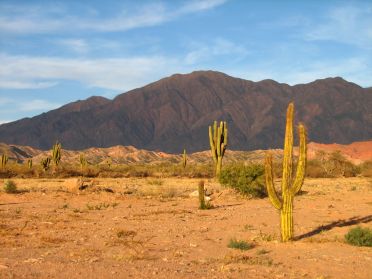 Cactus de la quebrada du río de las Conchas