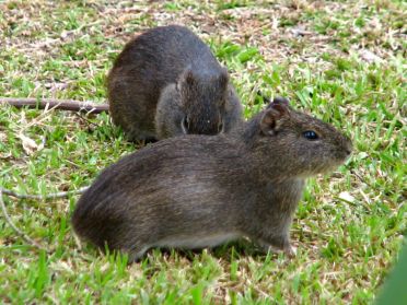 Plein de petites bestioles ressemblant &agrave; des hamsters nous accueillent d&egrave;s notre arriv&eacute;e