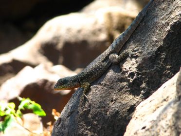 Un des nombreux l&eacute;zards peuplant l'&icirc;le