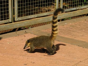 Ici aussi, tout un groupe de coatis attend les visiteurs &agrave; la buvette