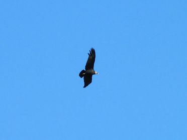 Le vol majestueux du condor...