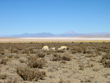 Lamas des plateaux de la Puna